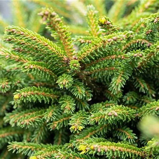 Picea orientalis