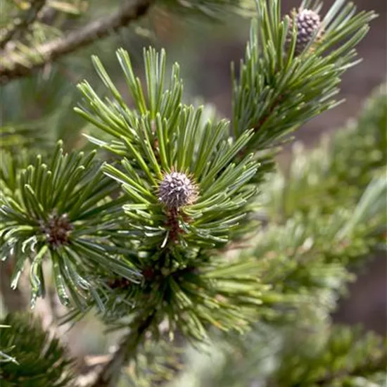 Pinus aristata 'Sherwood Compact'