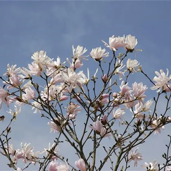 Magnolia stellata