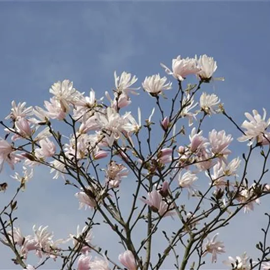 Magnolia stellata 'Jane Platt'