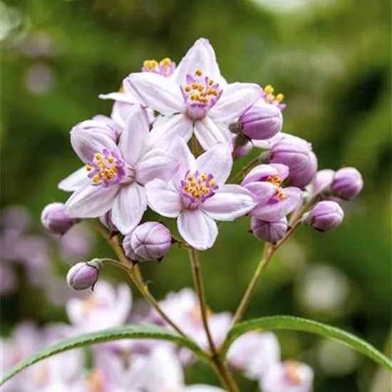 Deutzia elegantissima (x) 'Rosealind'