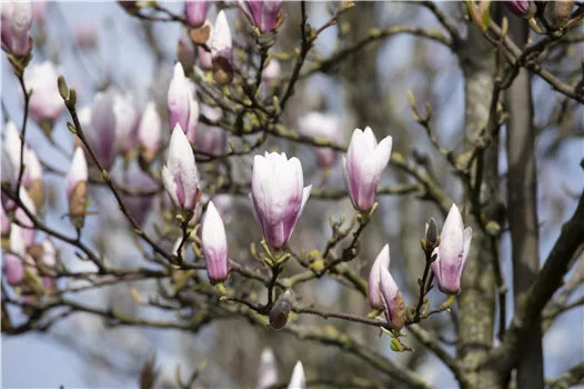 Die Magnolie – Blütenzauber im Frühling