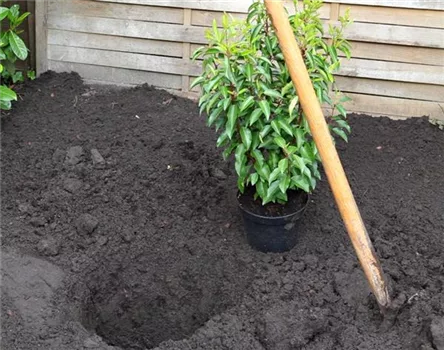 Prunus lusitanica 'Angustifolia'