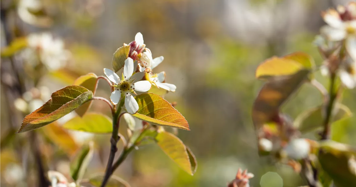 Amelanchier ovalis