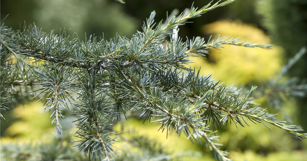 Cedrus deodara 'Karl Fuchs'