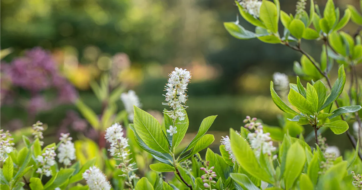Clethra alnifolia