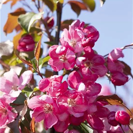 Malus 'Red Sentinel'