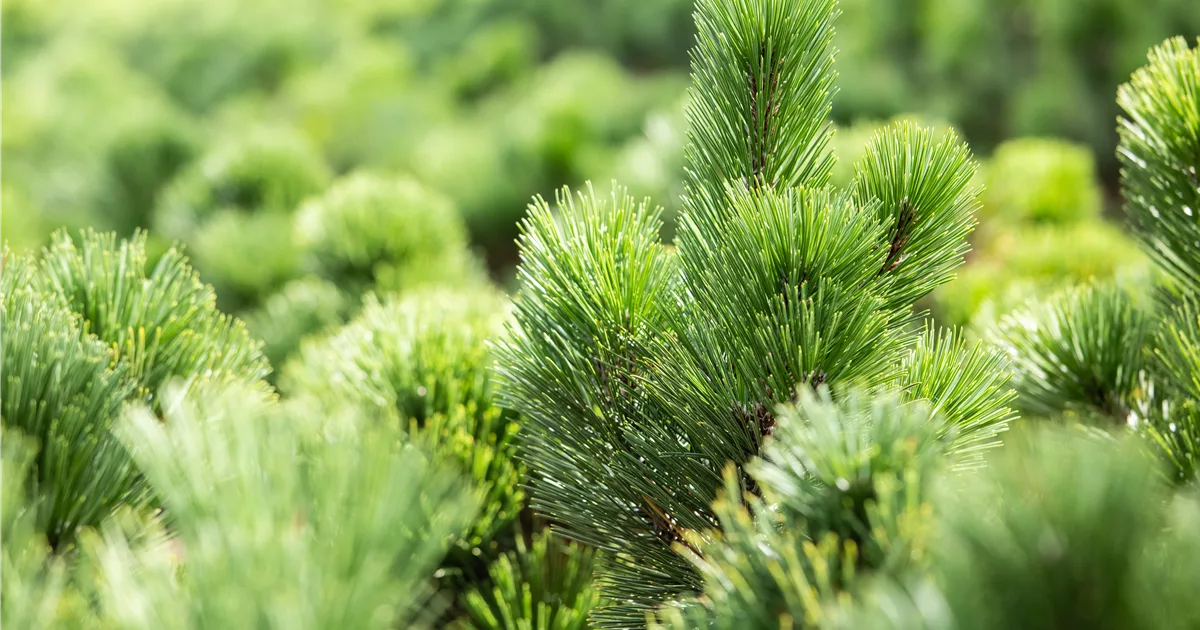 Pinus heldreichii 'Satellit'