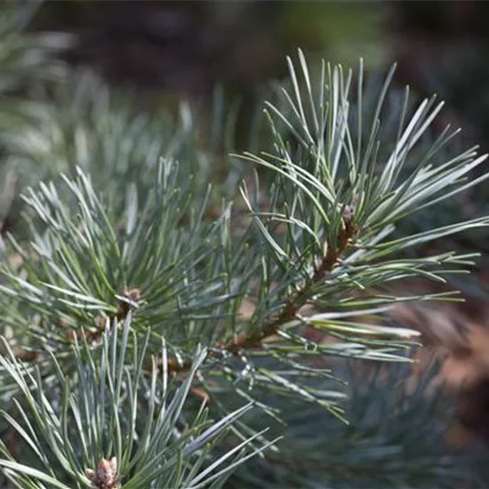 Pinus koraiensis 'Glauca'