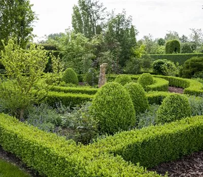 Buxus sempervirens