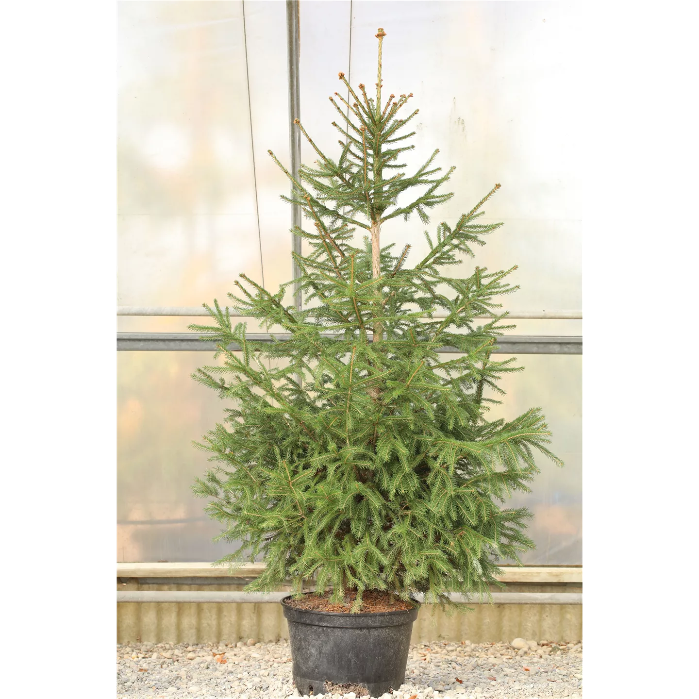 Miete Rot-Fichte  Miete Rot-Fichte