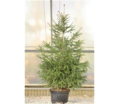 Miete Rot-Fichte  Miete Rot-Fichte