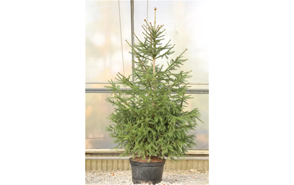 Miete Rot-Fichte  Miete Rot-Fichte