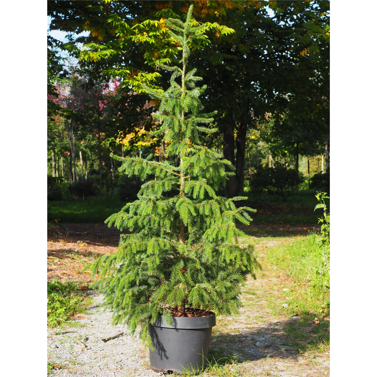 Miete Serbische-Fichte Miete Serbische-Fichte