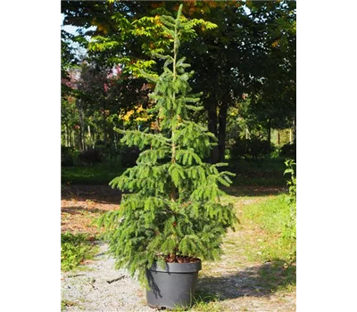 Miete Serbische-Fichte Miete Serbische-Fichte