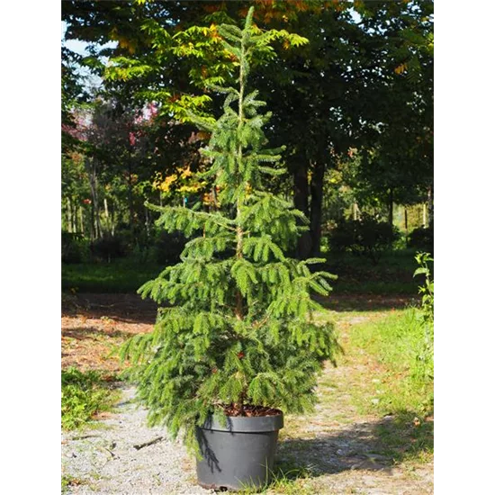 Miete Serbische-Fichte Miete Serbische-Fichte