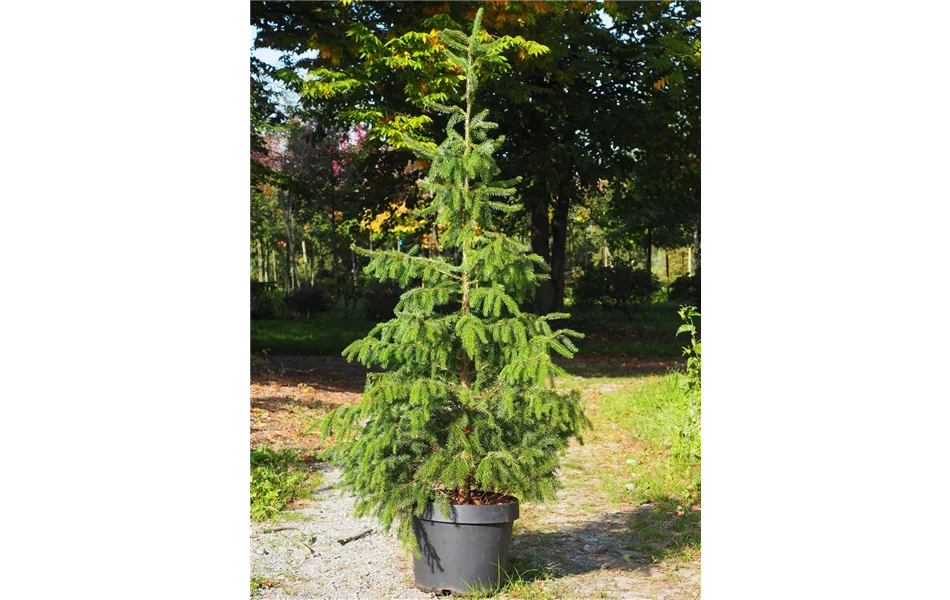 Miete Serbische-Fichte Miete Serbische-Fichte