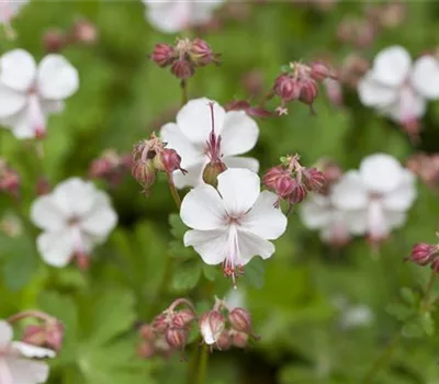Geranium macrorrhizum 'Spessart'