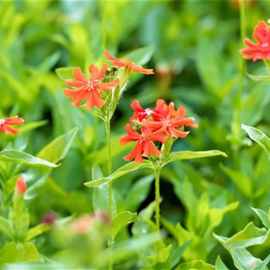 Lychnis chalcedonica