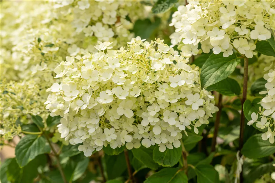 Hydrangea paniculata 'Bobo'
