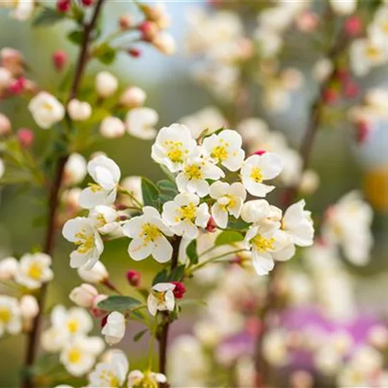 Malus 'Adirondack'