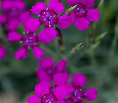 Dianthus deltoides Dianthus deltoides