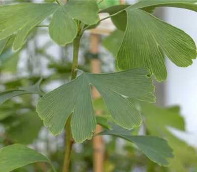 Ginkgo biloba 'Princeton Sentry' Ginkgo biloba 'Princeton Sentry'