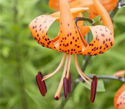 Lilium martagon Lilium martagon