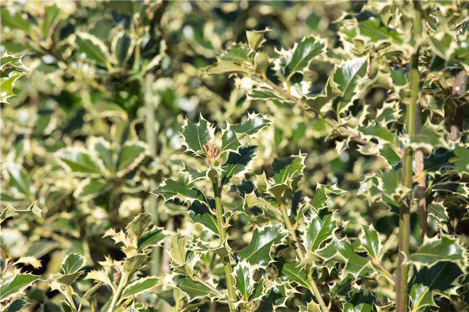 Ilex aquifolium 'Argentea Marginata'