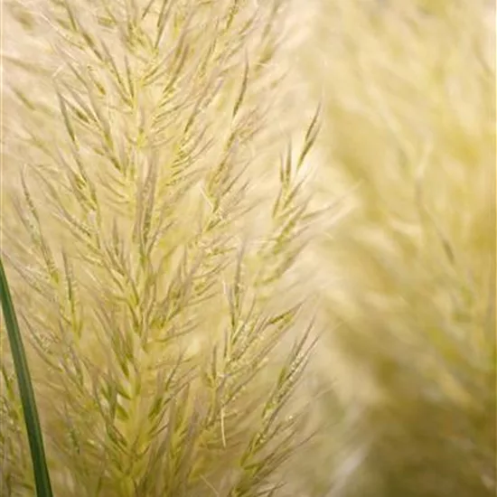 Cortaderia selloana 'Evita'