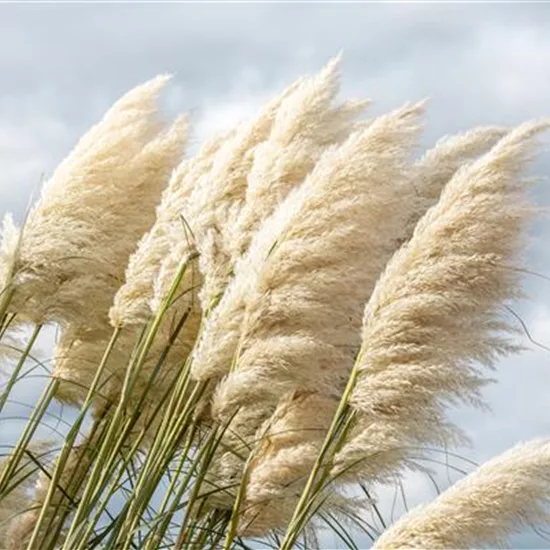 Cortaderia selloana 'Sunningdale Silver'
