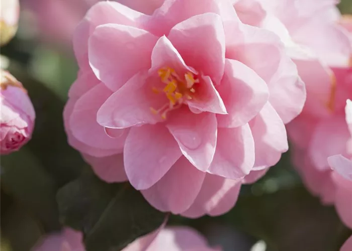 Begleitgehölze für Rhododendren