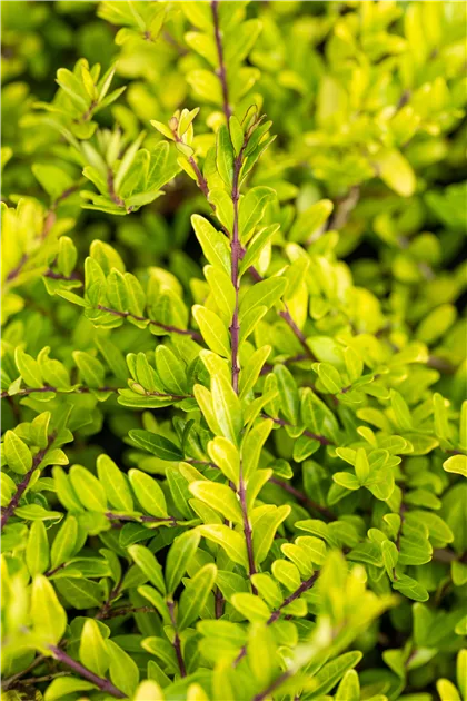 Lonicera pileata