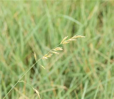 Helictotrichon sempervirens Helictotrichon sempervirens
