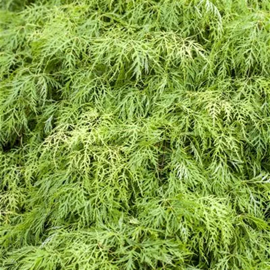 Acer palmatum 'Green Globe'