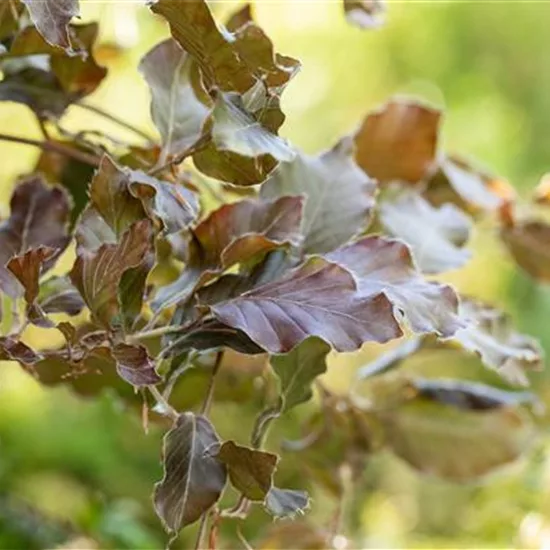 Fagus sylvatica 'Atropunicea'
