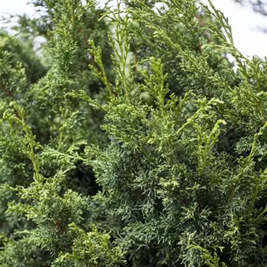 Juniperus chinensis 'Keteleeri'