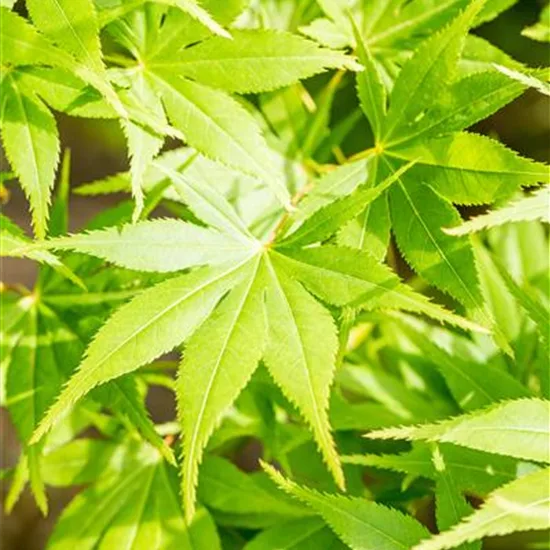 Acer palmatum 'Kogane-nishiki'