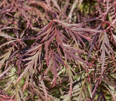 Acer palmatum 'Ornatum' Acer palmatum 'Ornatum'