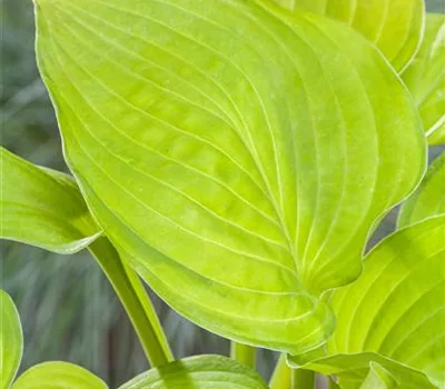 Hosta 'Sum and Substance' Hosta 'Sum and Substance'