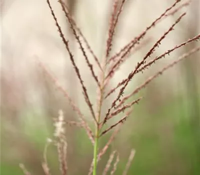 Miscanthus sinensis 'Dronning Ingrid'