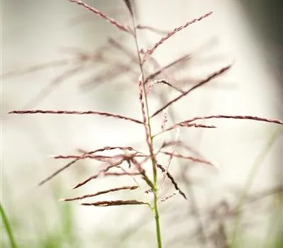 Miscanthus sinensis 'Ferner Osten'