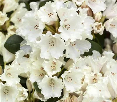 Rhododendron 'Gartendirektor Rieger' 