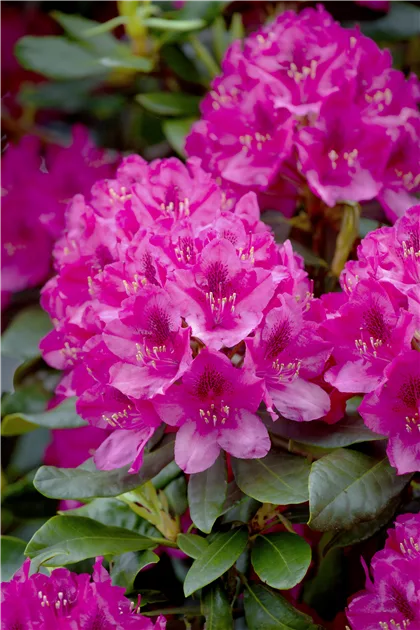 Rhododendron (Catawbiense-Gruppe) 'Nova Zembla'