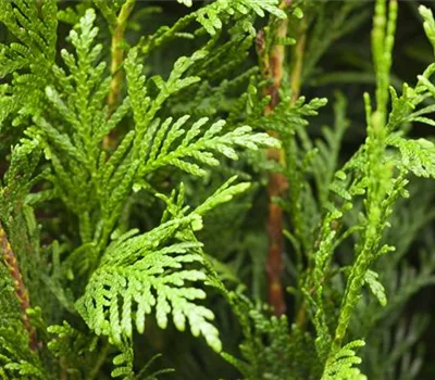 Thuja plicata 'Martin'