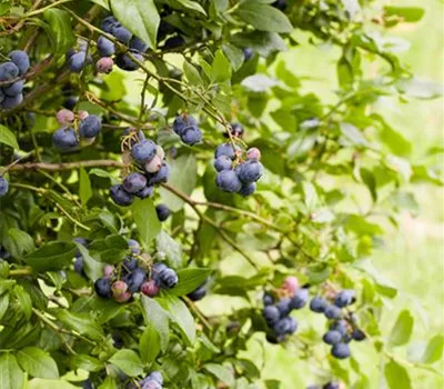 Vaccinium cor. 'Sunshine Blue'