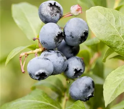 Vaccinium cor. 'Goldtraube'