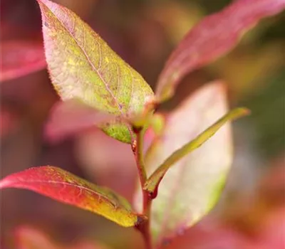 Vaccinium cor. 'Bluecrop'
