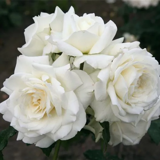Rose Alaska