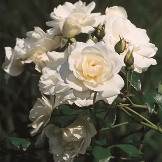 Rosa (Strauchrose) 'Schneewittchen'